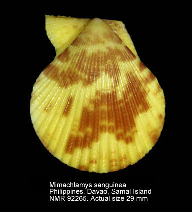 Mimachlamys sanguinea (5).jpg - Mimachlamys sanguinea (Linnaeus,1758)  
